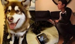 徒弟爆料狗磊视频大全最新,徒弟爆料揭秘最新精彩瞬间