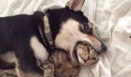 徒弟爆料狗磊视频大全最新,徒弟爆料揭秘最新精彩瞬间