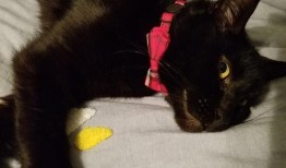 黑喵最新爆料,揭秘娱乐圈最新热点事件内幕