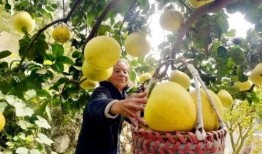 金秋柚最新爆料,揭秘娱乐圈最新热点事件